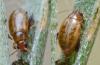 Longitarsus strigicollis